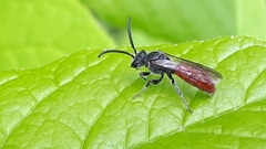 Sphecodes ranunculi