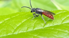 Sphecodes ranunculi