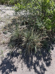 Yucca glauca