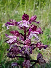 Orchis × hybrida