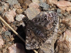 Erynnis martialis
