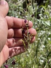 Caulanthus amplexicaulis