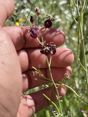Caulanthus amplexicaulis