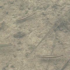 Percina aurantiaca