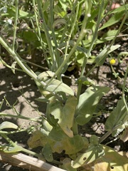 Caulanthus amplexicaulis