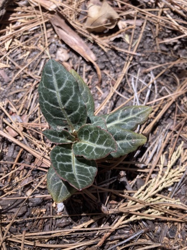 iNaturalist observation photo of white-veined wintergreen