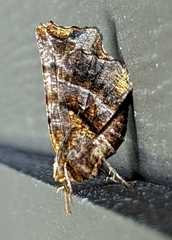 Selenia alciphearia