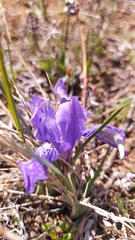 Iris ivanovae