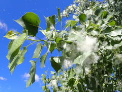 Populus deltoides