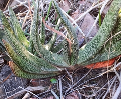 Gasteria brachyphylla