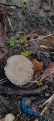 Amanita subvaginata