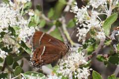 Callophrys spinetorum