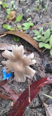 Amanita subvaginata