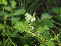 Blaesodiplosis venae
