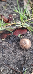 Amanita subvaginata