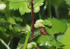 Blaesodiplosis venae