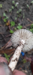 Amanita subvaginata