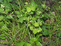 Blaesodiplosis venae