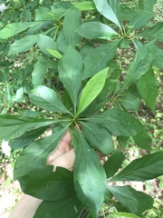 Lindera erythrocarpa