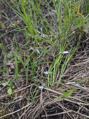 Sisyrinchium campestre