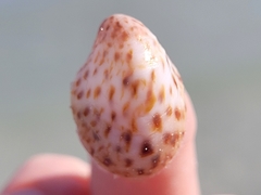 Crepidula maculosa