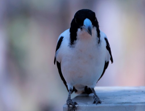 Silver-backed Butcherbird (Cracticus argenteus), photo 3