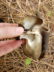 Dissingia crassitunicata