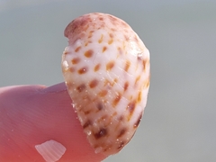 Crepidula maculosa