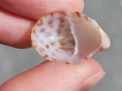 Crepidula maculosa