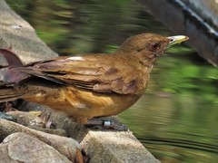 Turdus grayi
