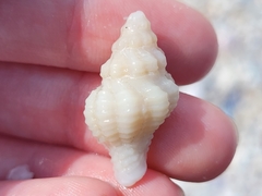Vokesinotus perrugatus