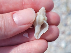 Vokesinotus perrugatus