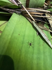 Lycosoidea
