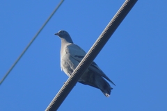 Columba livia domestica