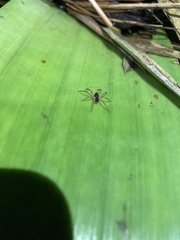 Lycosoidea