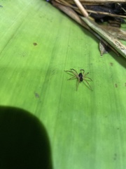 Lycosoidea