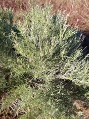 Artemisia tripartita