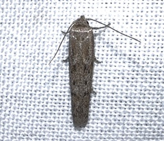 Hypatopa punctiferella