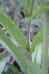 Penstemon arkansanus