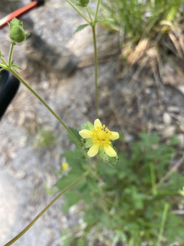 iNaturalist observation photo of sticky cinquefoil
