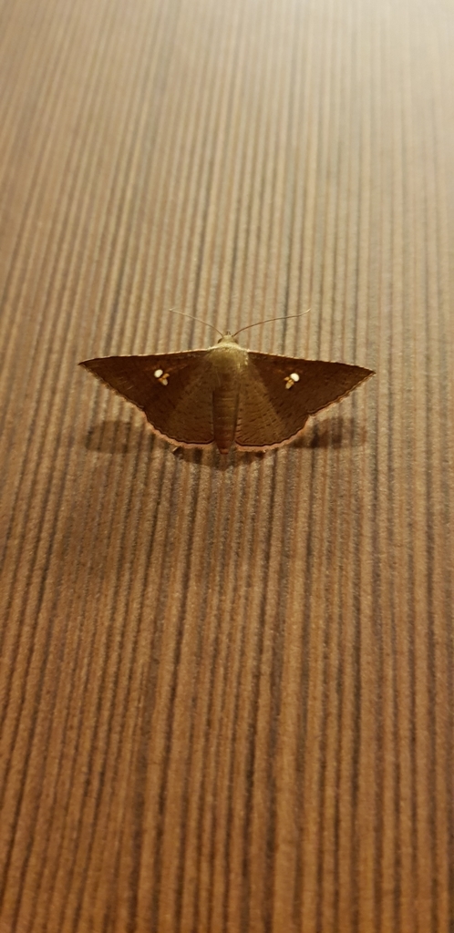 Banisia lobata