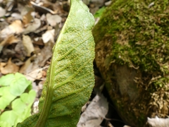 Uromyces ari-triphylli