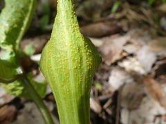 Uromyces ari-triphylli