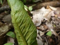 Uromyces ari-triphylli