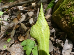 Uromyces ari-triphylli