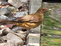 Turdus grayi