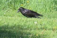 Corvus brachyrhynchos