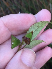 Caloptilia chrysitis