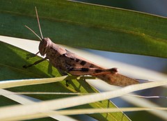 Austracris basalis