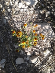 Helenium microcephalum